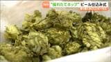 採れたてホップ 期間限定ビールの仕込み式 キリンビール仙台工場|TBS NEWS DIG