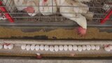 ブラジル 商用の養鶏場で鳥インフル初確認 日本への輸出に懸念も|TBS NEWS DIG
