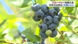 夏の味覚・ブルーベリー　ことしの出来は「大変いい」八戸市南郷　8日から観光農園オープン　|　青森のニュース│ATV NEWS│青森テレビ