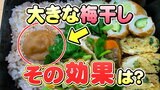 「あなたのお弁当ここが危ない！」食中毒を起こさない弁当作りとは　“梅干し入っているから大丈夫？”　|　宮城のニュース│tbc NEWS│tbc東北放送