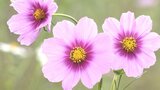 コスモスがまもなく見ごろ 大野川河川敷の1キロの花壇で20万本が風にゆれる 大分 | 大分のニュース|OBS NEWS|大分放送