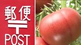 農園は市街地の元研修施設グラウンド・人気のフルーツトマトは郵便局裏で日本郵便社員が栽培!?　完熟させてすぐ直送！名前は郵便番号から『さやまる』　|　SBC NEWS | 長野のニュース | SBC信越放送
