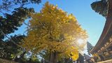 黄金色に輝く長床の大イチョウ見ごろ　福島・喜多方市　|　福島のニュース│TUF