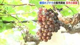 朝採れの新鮮な味を ブドウの収穫始まる 広島・呉市の農園|TBS NEWS DIG