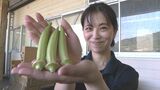 「粘り成分が夏バテとかにすごくいい」伝統野菜“白オクラ”の出荷が始まる | 山口のニュース・天気・防災|tys NEWS|tysテレビ山口