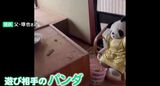 主人公は全壊住宅から見つかった“パンダのぬいぐるみ” 9歳少女が描いた震災絵本 石川・輪島市|TBS NEWS DIG