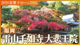 樹齢400年の大楓【JNN 紅葉ドローンDIG 2024】|TBS NEWS DIG