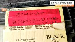 「助けてあげて下さい」ネコカフェに段ボール入り″子猫”置き去り「保護してほしい」と思ってもこれって犯罪?自治体に聞いてみると・・・|TBS NEWS DIG
