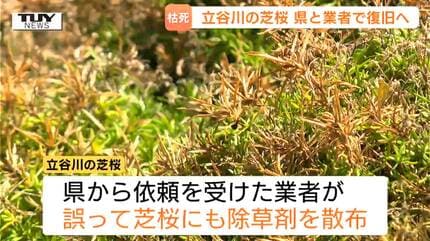 土の入れ替えが必要ならやる」除草剤の誤散布で枯れた『立谷川の芝桜