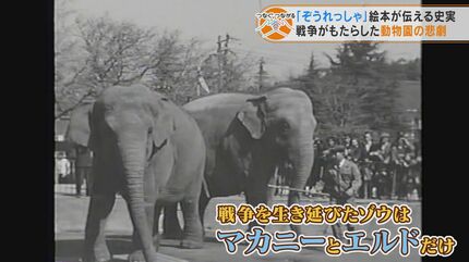 戦時中の動物園に殺処分命令…生き残った“奇跡のゾウ”の物語 絵本「ぞう 