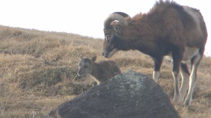 ムフロンシープの赤ちゃんが続々誕生 アフリカンサファリでベビー