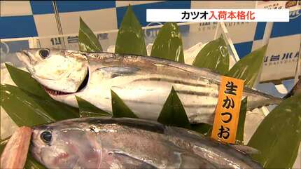 赤身中心だけど脂がのり始めている」カツオ本格入荷 仙台市中央卸売