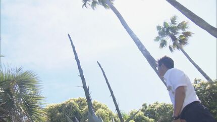 花が咲くのは数十年に1度 アオノリュウゼツラン2株が茎を伸ばし始める