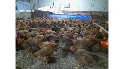 1万7000羽殺処分 養鶏場で「高病原性鳥インフルエンザ」県内初確認