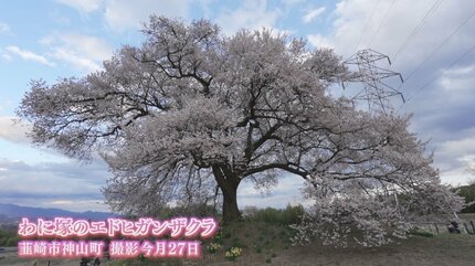 満開】高さ17mの一本桜が見ごろ 夜はライトアップで幽玄な雰囲気に