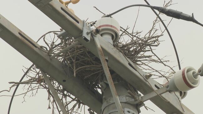 「停電を防げ！」電柱上のカラスの巣を撤去　山口県山口市|TBS NEWS DIG