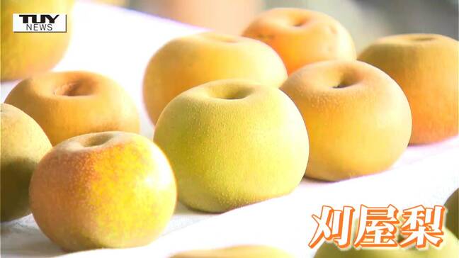 去年より高い糖度に! 酒田市の特産品 "刈屋梨" の目ぞろえ会(山形)|TBS NEWS DIG