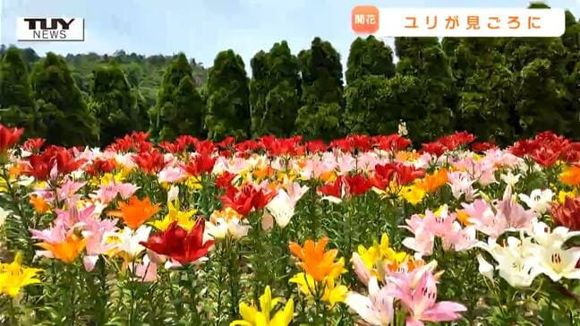 "東北最大級" ともいわれるユリ園で花々が見ごろ! 園には工夫が盛りだくさん! 広大なユリ園の楽しみ方は?(山形)|TBS NEWS DIG