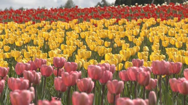岐阜・郡上市の牧歌の里で「チューリップまつり」去年より10日～2週間ほど遅れて見頃|TBS NEWS DIG