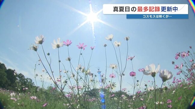 10月折り返しで30℃超　109回目の真夏日で記録更新中・・・暑い！　秋桜に夏の日差し かき氷店は大繁盛|TBS NEWS DIG