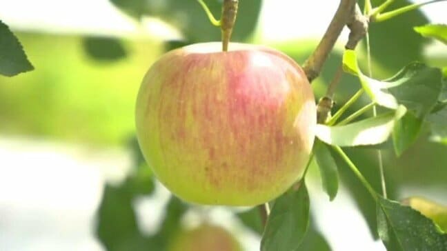 「甘みが濃縮されたりんごになっている」高原には秋の気配 リンゴ狩りもスタート 愛媛・久万高原町|TBS NEWS DIG