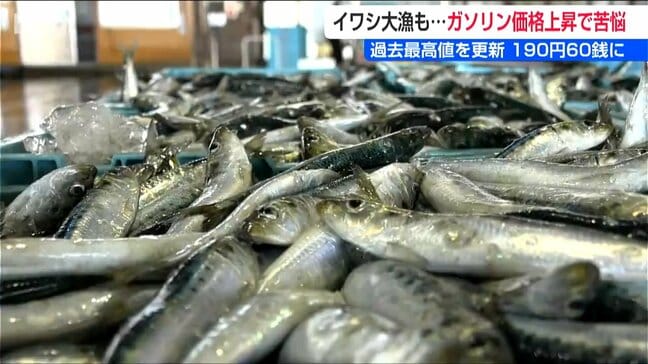 イワシ大漁の喜びも「トラックが無い?!」ガソリン値上げの影響で単価の安い魚は“放流”という事態も　新潟県佐渡|TBS NEWS DIG