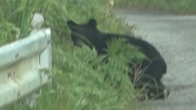 ツキノワグマ出没件数711件　2年ぶりに警報　被害大幅増で青森県が警戒呼びかけ|TBS NEWS DIG