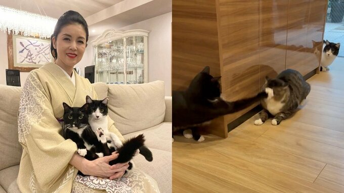 【 ねこ 】藤あや子さんの保護猫「じゃこ天」　先輩猫マルの死角パンチに “聞いてないですよ…泣”|TBS NEWS DIG
