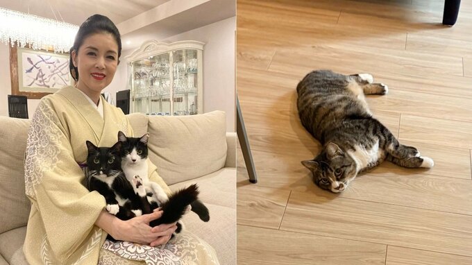 【 ねこ 】藤あや子さんの保護猫「じゃこ天」床暖房に陥落　保護当初の “シャー” が3か月後 “何か？” に|TBS NEWS DIG