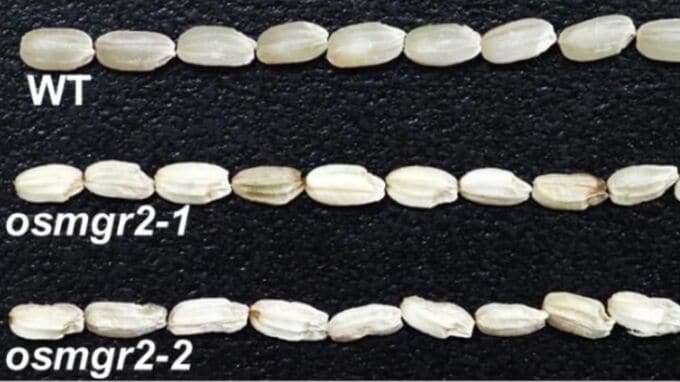 イネの種子の発育と食味に影響するマグネシウム輸送体を発見【岡山大学】|TBS NEWS DIG