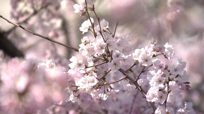 早咲きの「醍醐桜」が見ごろ　岡山県庁の中庭　後楽園のソメイヨシノはまだつぼみ【岡山】|TBS NEWS DIG