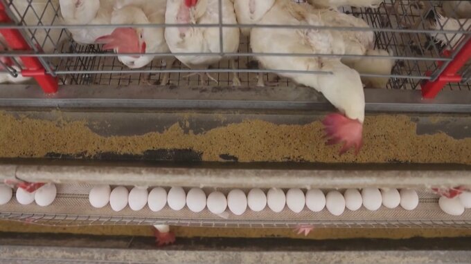 ブラジル 商用の養鶏場で鳥インフル初確認　日本への輸出に懸念も|TBS NEWS DIG