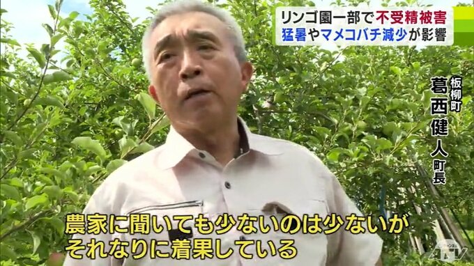 青森県板柳町・葛西健人町長がリンゴの生育状況を確認する現地視察　一部リンゴ園での「開花量不足」や「カラマツ被害」を懸念　|　青森のニュース│ATV NEWS│青森テレビ