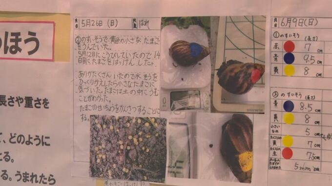 マイマイの生態研究で県知事賞　子どもたちの研究成果を披露　「沖縄青少年科学作品展」浦添市で16日まで　|　沖縄のニュース｜RBC 琉球放送