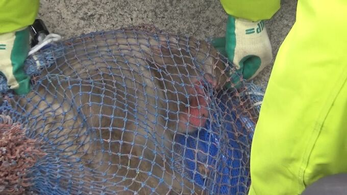 去年に続き再び…「猿が島」からサル脱走→道路沿いの側溝で発見→挟み撃ちで6歳オスザルを捕獲　飼育員が清掃作業中、死角をついて脱走…対策強化を検討【鳥取・米子市】　|　BSSニュース | BSS山陰放送