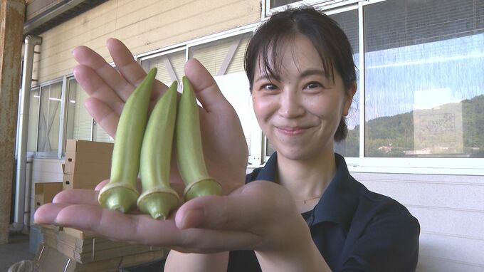 「粘り成分が夏バテとかにすごくいい」伝統野菜“白オクラ”の出荷が始まる|TBS NEWS DIG