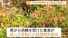 「土の入れ替えが必要ならやる」除草剤の誤散布で枯れた『立谷川の芝桜』を吉村知事が視察　業者の認識不足か…復旧には3年ほどかかるか（山形・天童市）　|　山形のニュース│TUYテレビユー山形