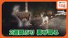 やんばるに本来いないはずのシカ　2週間ぶりに再び目撃　記録的豪雨災害も生き延びたか　|　沖縄のニュース｜RBC 琉球放送
