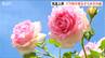 新潟県内各地で夏日　新潟市では「春のばらまつり」開幕　早咲きは満開に　新潟・中央区　|　新潟のニュース・天気｜BSN NEWS｜BSN新潟放送