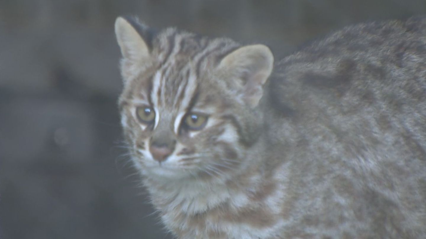 絶滅危惧種に指定の｢ツシマヤマネコ｣を一般公開 すくすくと成長した
