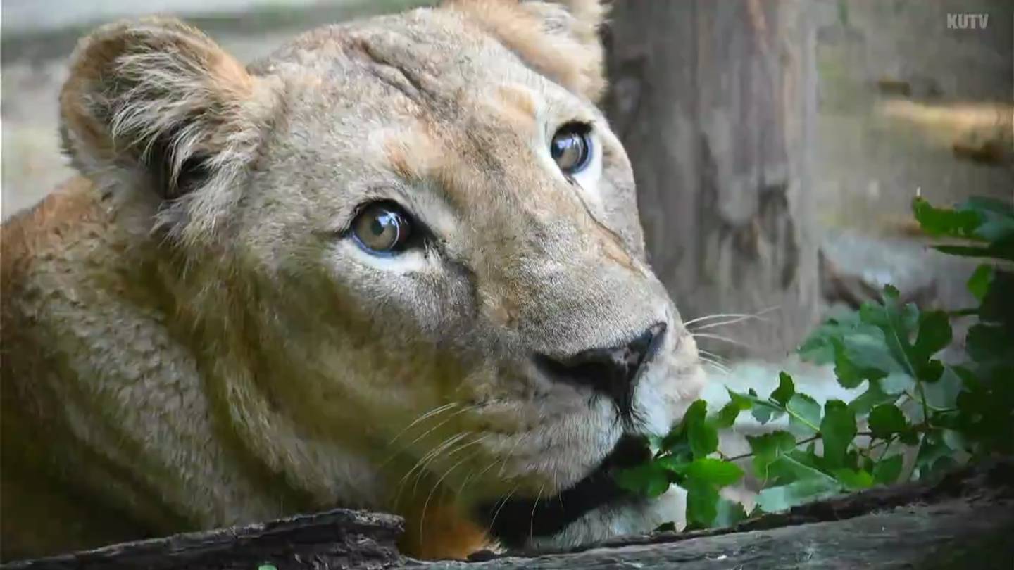 太陽のような表情で私たちを笑顔に ライオンのサン天国へ わんぱーくこうちアニマルランド Tbs News Dig 1ページ