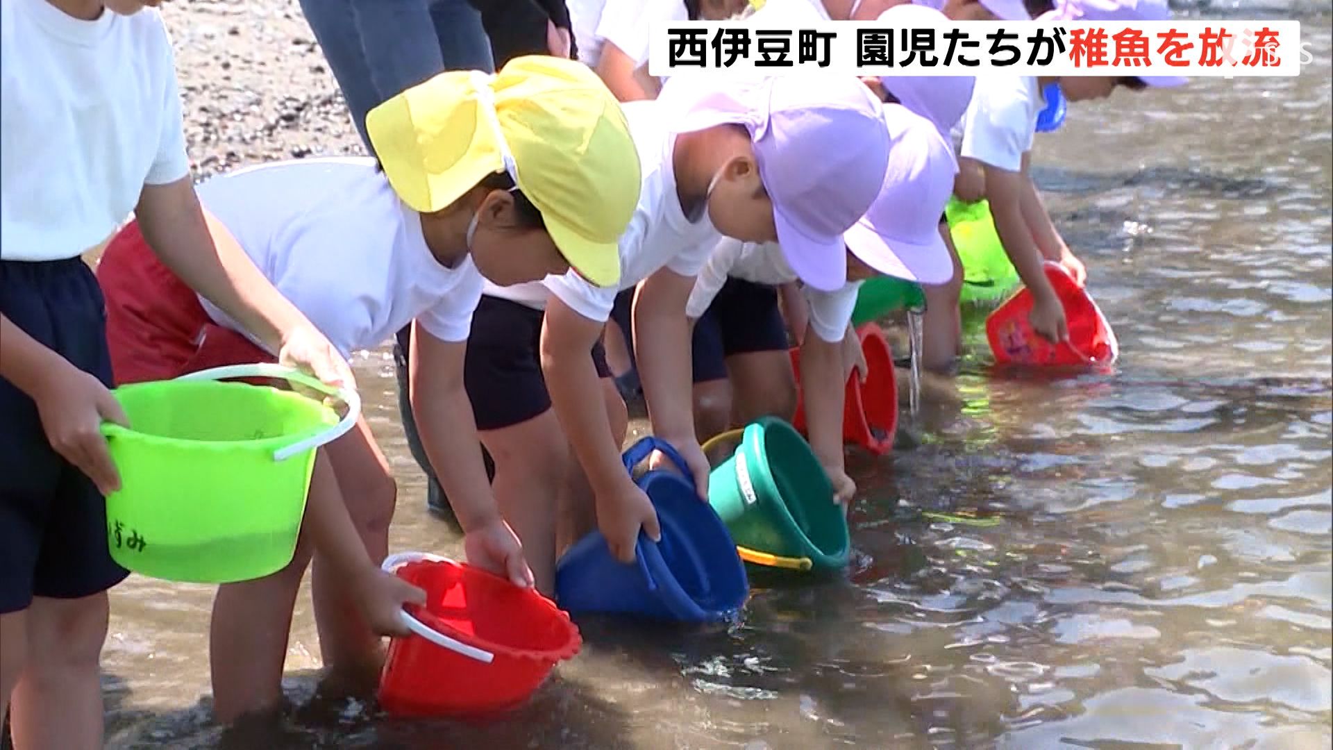 大きくなれ およそ1万匹のカサゴ ヒラメ メバルの稚魚を園児らが放流 静岡県 Tbs News Dig 大きくなれ およそ1万匹のカサゴ ヒラメ メバルの稚魚を園児らが放流 静岡県 Tbs News Dig