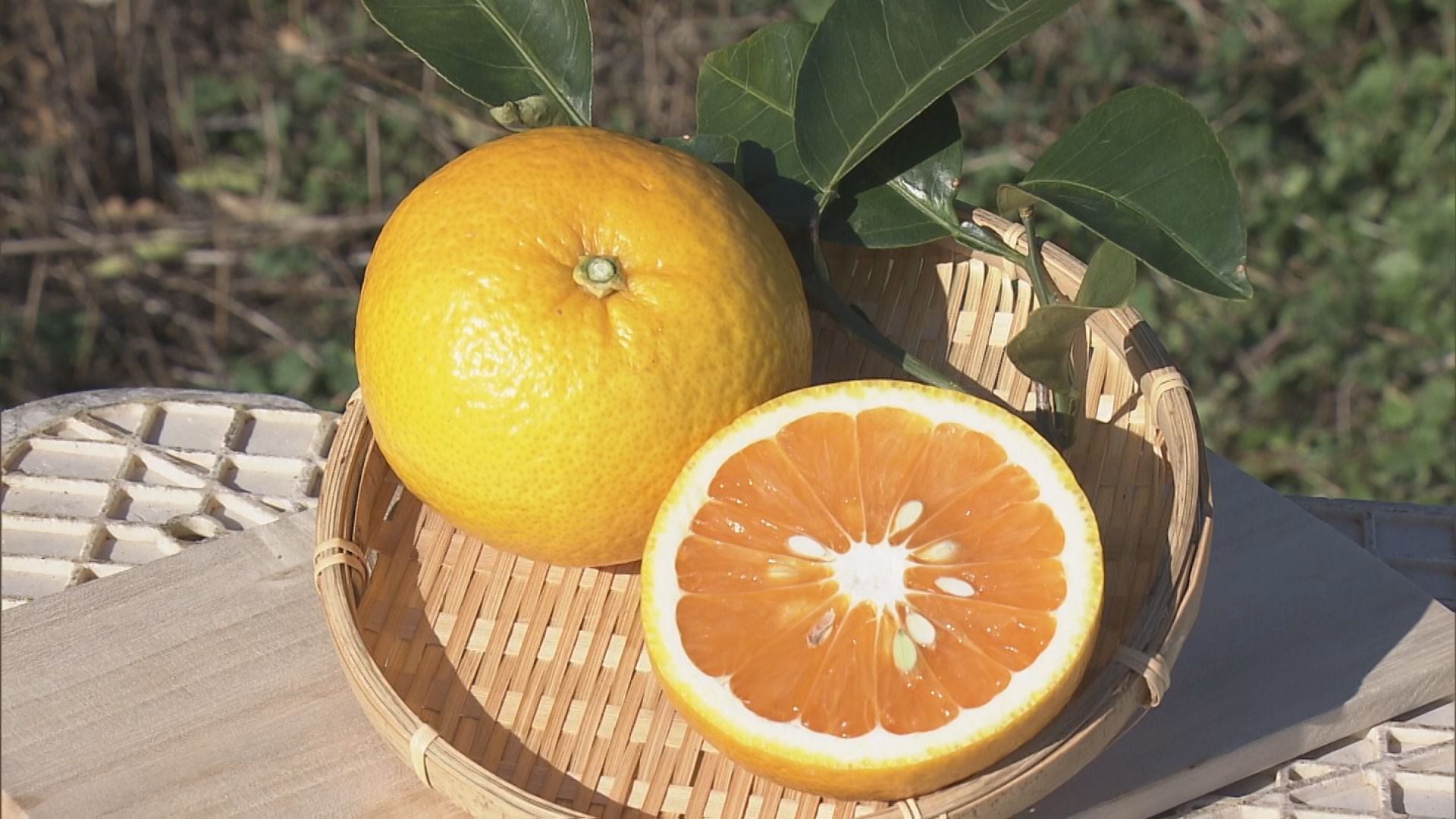 市場にあまり出回らない｢幻のミカン｣　市木オレンジの収穫が最盛期　爽やかな風味が特徴　三重・紀宝町