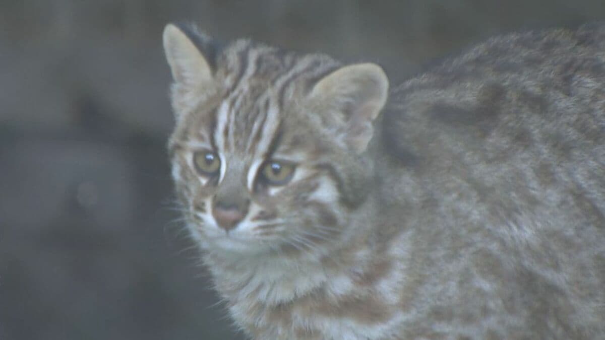 絶滅危惧種 ヤマホウズキの完熟実80個(今期最後) 希少種保護 ｜ 奄美野生生物保護センター