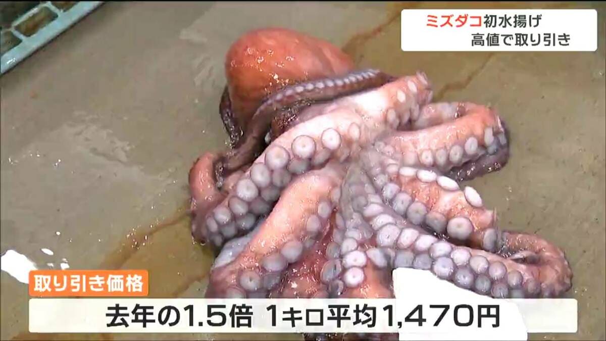 沖合いのカゴ漁でとれたミズダコ0.7トン”初水揚「足が太くてしっかりと