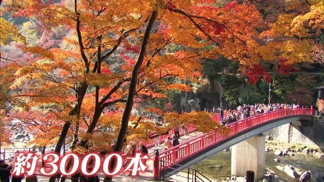 愛知･豊田市の香嵐渓 ｢ここ数年で最高｣ グルメあり絶景あり… 約3000本のもみじが見頃を迎える 【11月26日】
