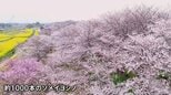 1000本の桜と菜の花が見ごろに　権現堂桜堤　埼玉・幸手市|TBS NEWS DIG