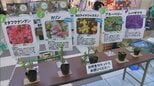 県民緑化推進運動　宮崎市の大型商業施設で苗木の配布|TBS NEWS DIG