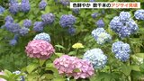 5000株のアジサイ見ごろ 色鮮やかに咲き誇る 大分・豊後大野市 | 大分のニュース|OBS NEWS|大分放送