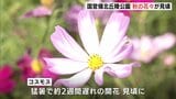 「ピンクと濃い色で写真映えしそう」 国営備北丘陵公園でコスモス・ケイトウ・ジニアなど秋の花々が見頃 広島県庄原市|TBS NEWS DIG